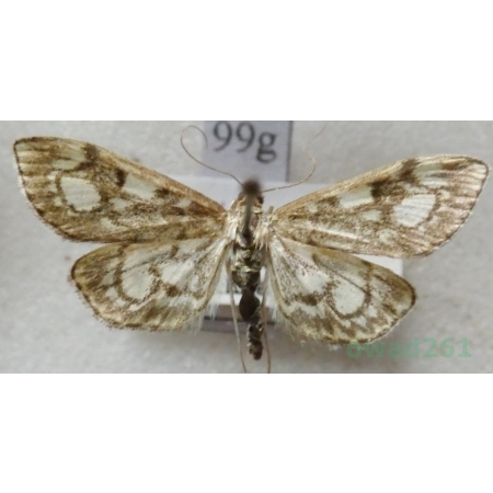 Anania coronata (Hufnagel, 1767) Przezierka hebdzianka Czech99g